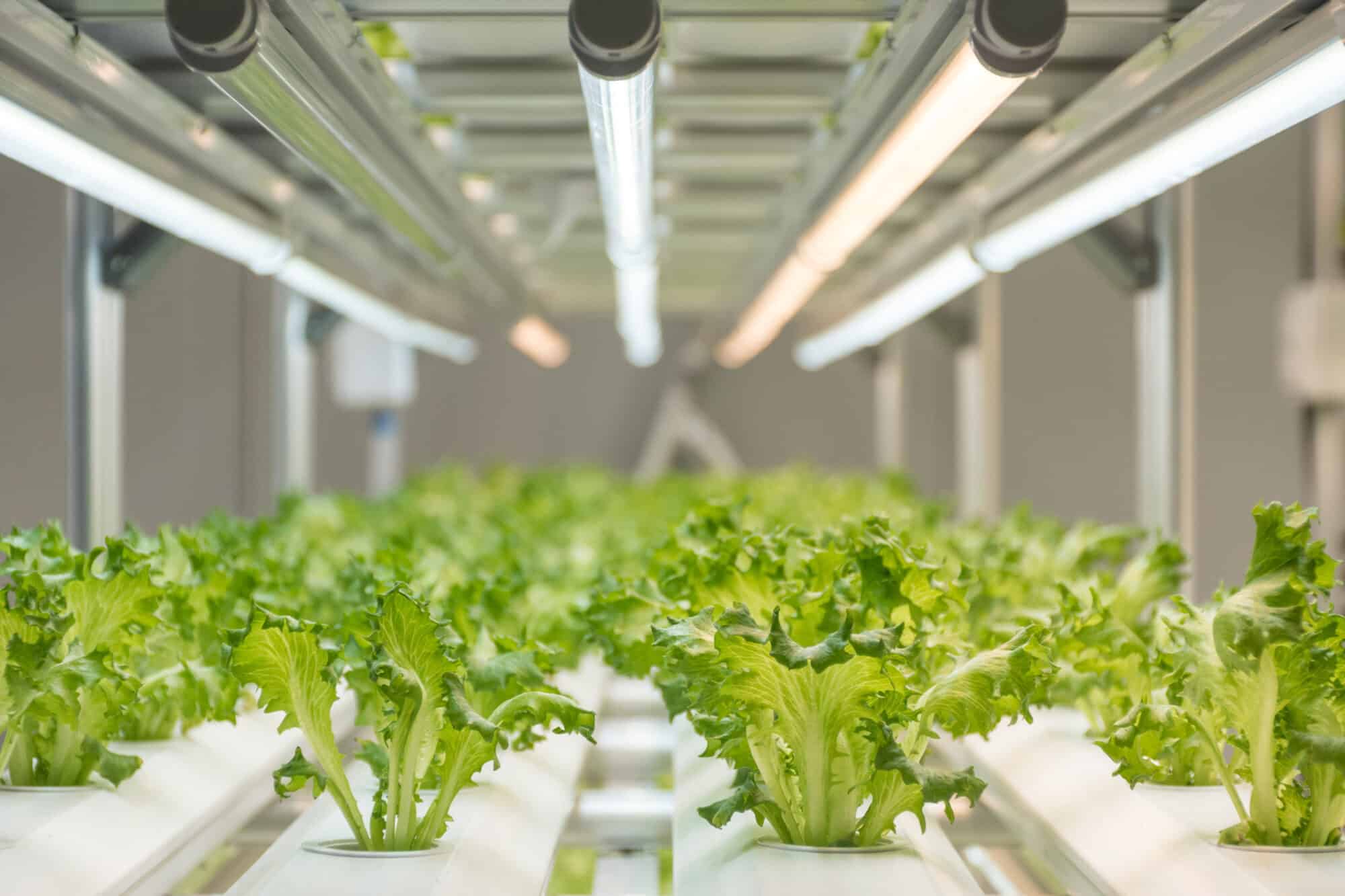Hydroponically farmed lettuce