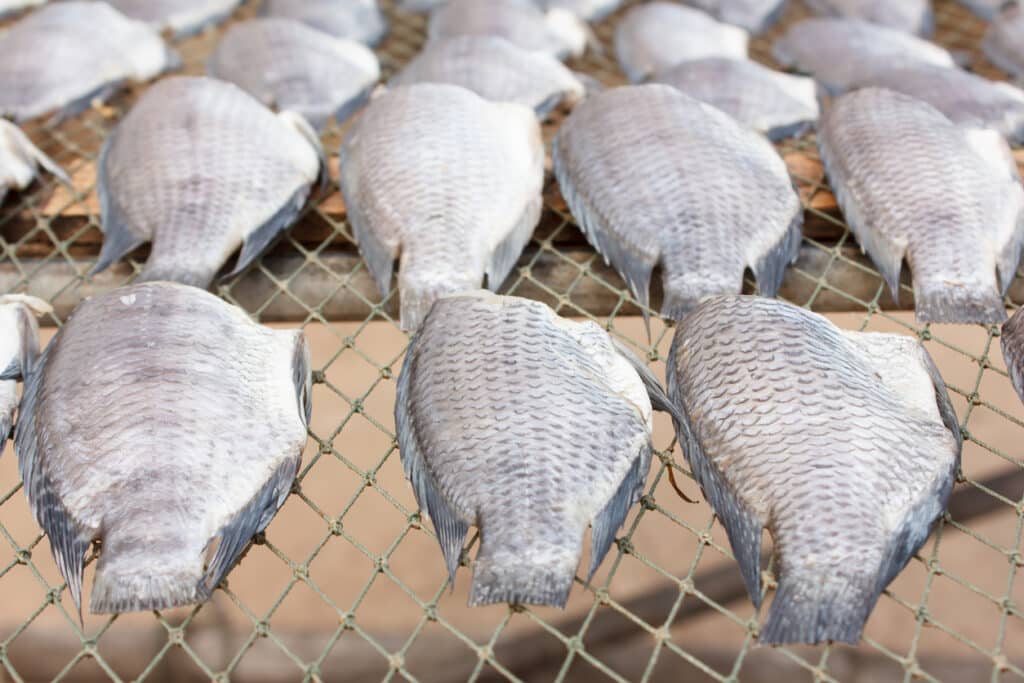 fish on metal racks in processing facility